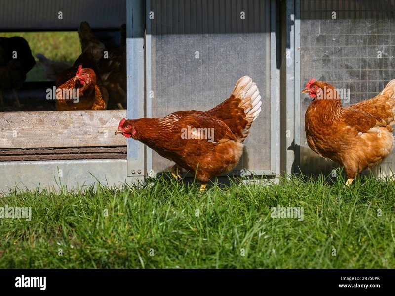 Chicken road 2 geld verdienen, inout chicken road 2